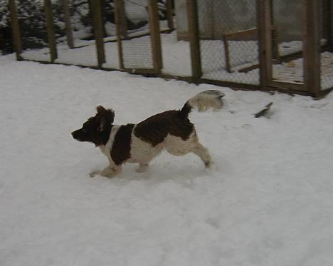 Engelsk springer spaniel Ciago billede 16
