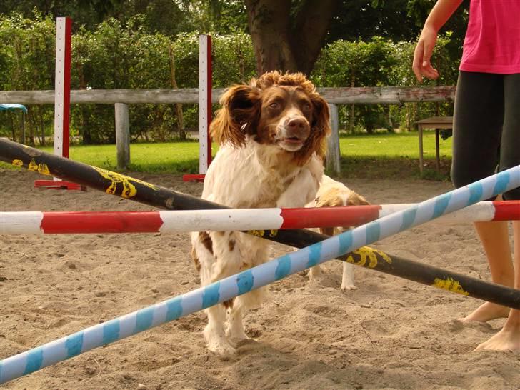 Engelsk springer spaniel Ciago billede 6