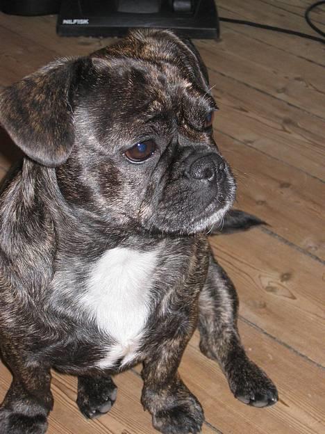 Blanding af racer Luna (R.I.P aflivet 17/1-17) billede 8