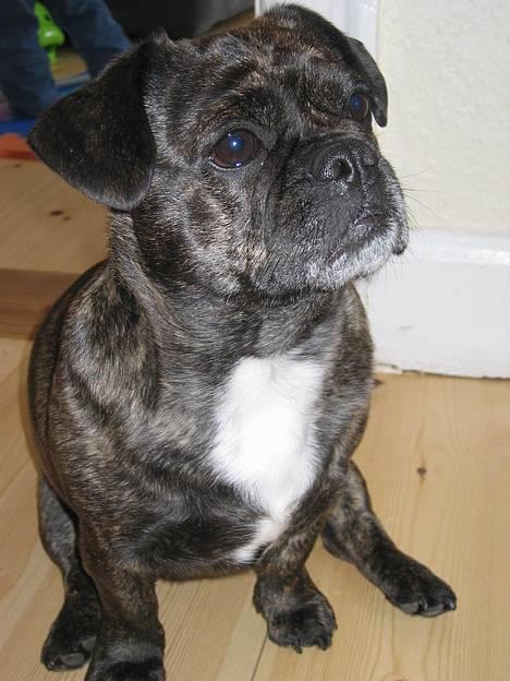 Blanding af racer Luna (R.I.P aflivet 17/1-17) billede 9