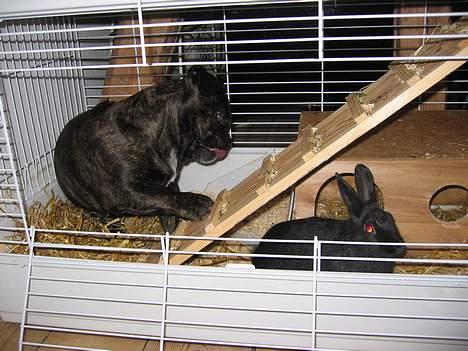 Blanding af racer Luna (R.I.P aflivet 17/1-17) - Kan den mon spises? billede 10