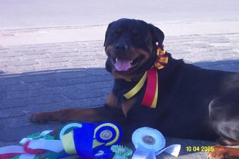 Rottweiler Pin Ball Black Devil RIP - giv mig et kødben istedet, i skulle se mine pokaler joke eller hvad? billede 11