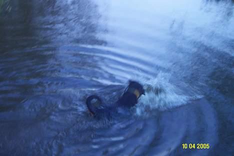 Rottweiler Pin Ball Black Devil RIP - jeg er vand hund..hvorfor er vi flyttet fra stranden, åen stinker jo kan jo ikke svømme rigtigt billede 12