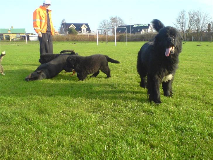 Rottweiler Pin Ball Black Devil RIP - bullet  mona og hendes hvalpe billede 13