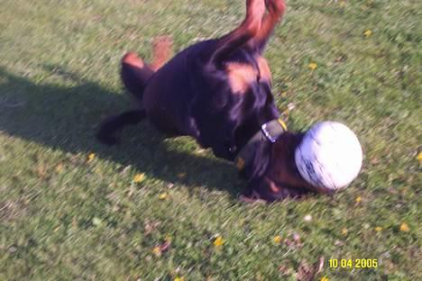 Rottweiler Pin Ball Black Devil RIP - slipper ikke bolden, selvom jeg bilver bed om at rulle rund, for det er min.. hehe billede 14