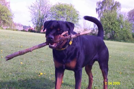 Rottweiler Pin Ball Black Devil RIP billede 15