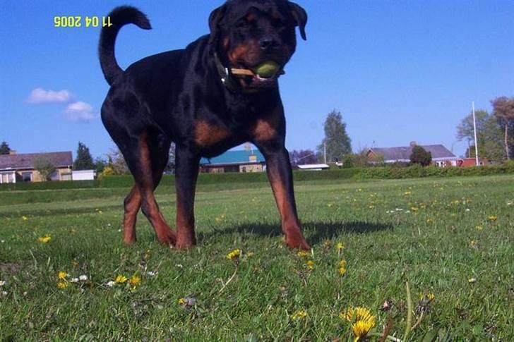 Rottweiler Pin Ball Black Devil RIP - verden er smuk billede 16