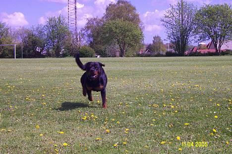 Rottweiler Pin Ball Black Devil RIP - hvor blev den skide kat af!!! billede 17