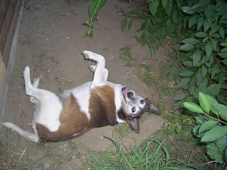 Glathåret foxterrier molly<3 (R.I.P) 28 dec - SMUKKE MOLLY! billede 1