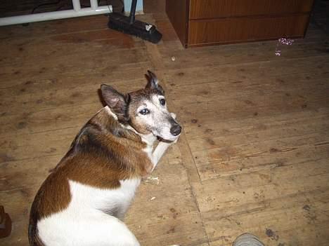 Glathåret foxterrier molly<3 (R.I.P) 28 dec billede 2