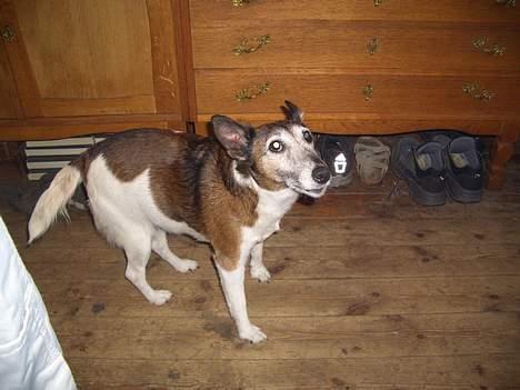 Glathåret foxterrier molly<3 (R.I.P) 28 dec billede 3
