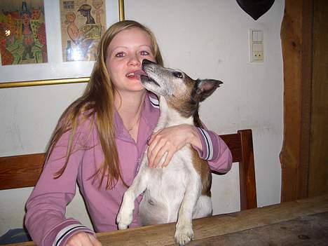 Glathåret foxterrier molly<3 (R.I.P) 28 dec billede 4