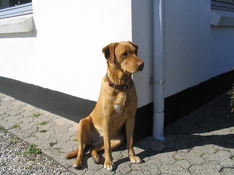 Labrador retriever Lady - jeg ser lige om "far" kommer billede 15