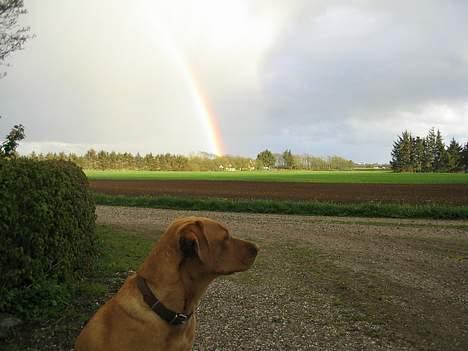 Labrador retriever Lady - se der er en regnbue over mit hoved billede 16