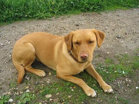 Labrador retriever Lady - jeg gider ikke at ligge  dæk  længere ..... jeg falder bare i søvn så billede 17
