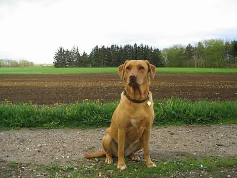 Labrador retriever Lady - jeg sidder pænt og nyder naturen  billede 18