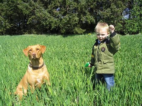 Labrador retriever Lady - Mads og mig ude at se på kornet billede 19