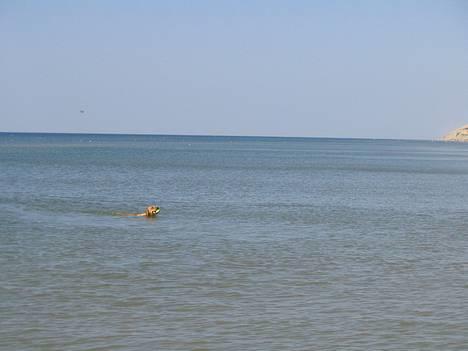 Labrador retriever Lady - det er dejligt med en tur i Vesterhavet.....jeg fandt også bolden  billede 20