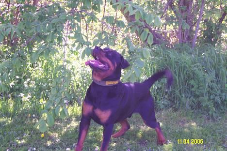 Rottweiler Pin Ball Black Devil RIP - skal nok få den billede 19