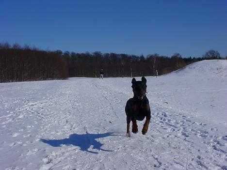 Dobermann Ticko - Der er godt med fart på... ;) billede 4