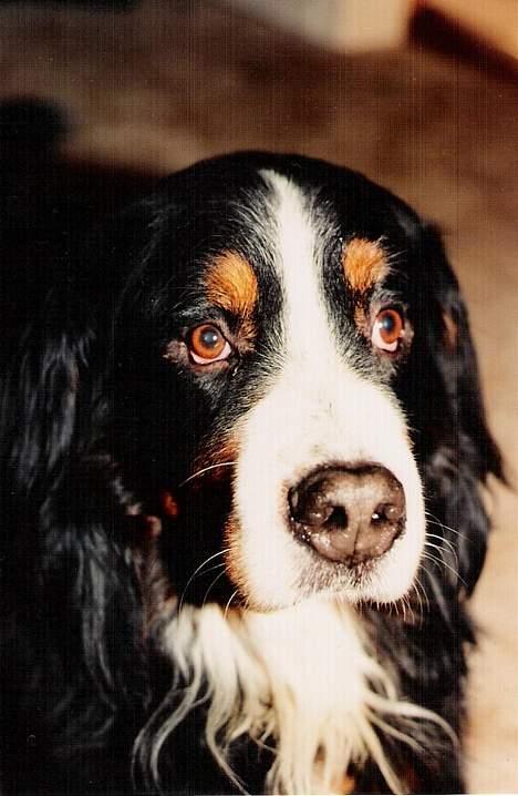 Berner sennenhund Ricky billede 5
