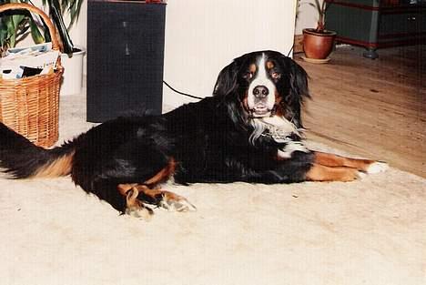 Berner sennenhund Ricky billede 6