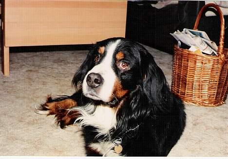 Berner sennenhund Ricky billede 7