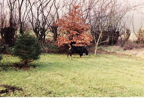Berner sennenhund Ricky billede 8