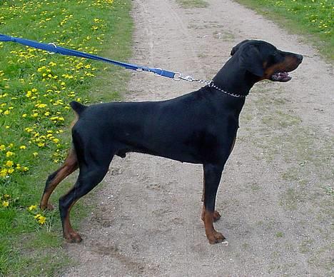 Dobermann Ticko billede 5