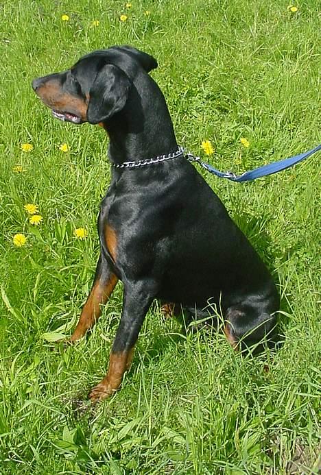 Dobermann Ticko billede 6