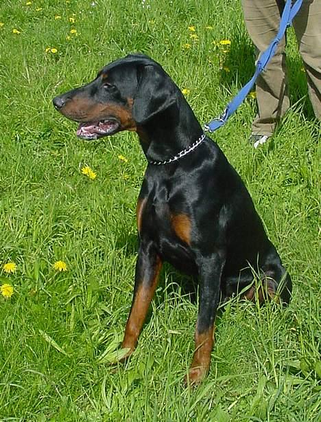 Dobermann Ticko billede 7