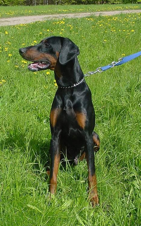Dobermann Ticko billede 8