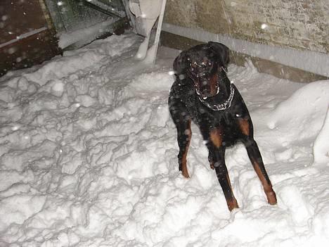 Dobermann Ticko billede 9