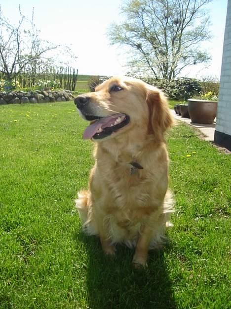 Blanding af racer Bella - Heeh  billede 11