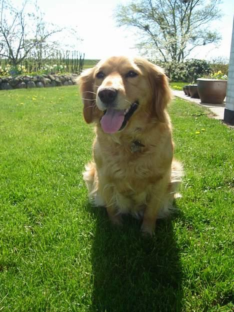 Blanding af racer Bella - Fine vovse billede 12