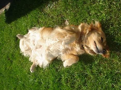 Blanding af racer Bella - Uuh dejligt billede 13