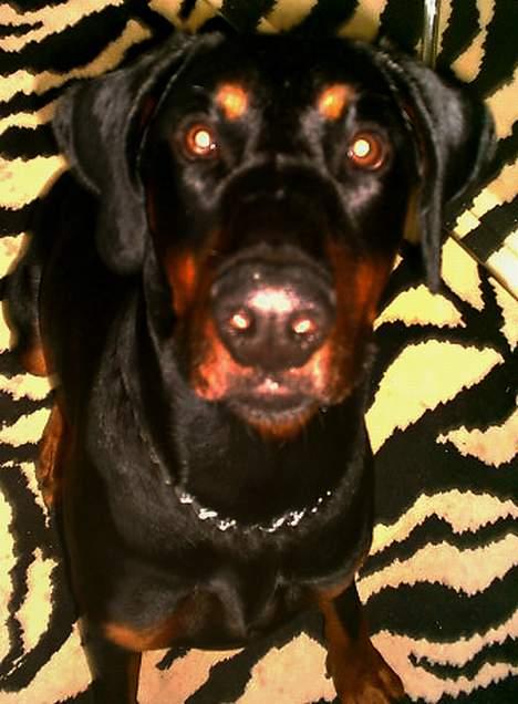 Dobermann Ticko - sidder pææænt og venter på en kiks... :) billede 10