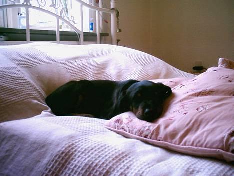 Dobermann Ticko - Lille baby tic på kun 8 uger tager sig liiiige en lille lur..  billede 11