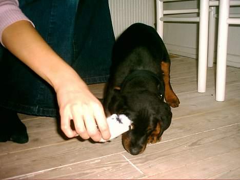 Dobermann Ticko billede 12