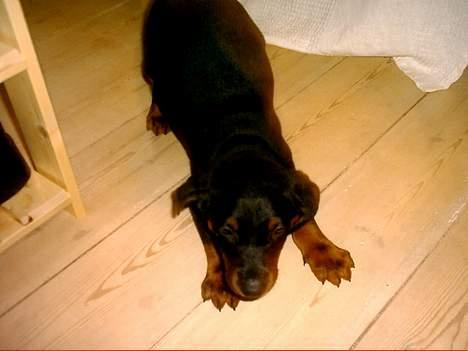 Dobermann Ticko billede 13