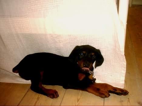 Dobermann Ticko billede 14