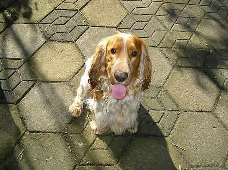 Cocker spaniel Vaks 16./5. billede 17