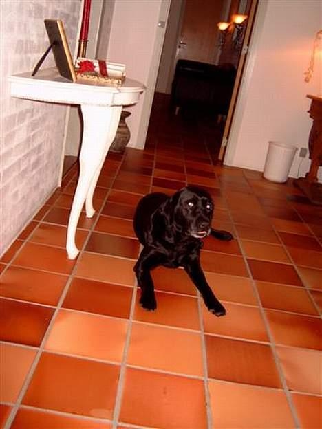 Labrador retriever sandie billede 1