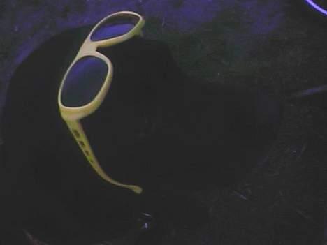 Labrador retriever sandie billede 2