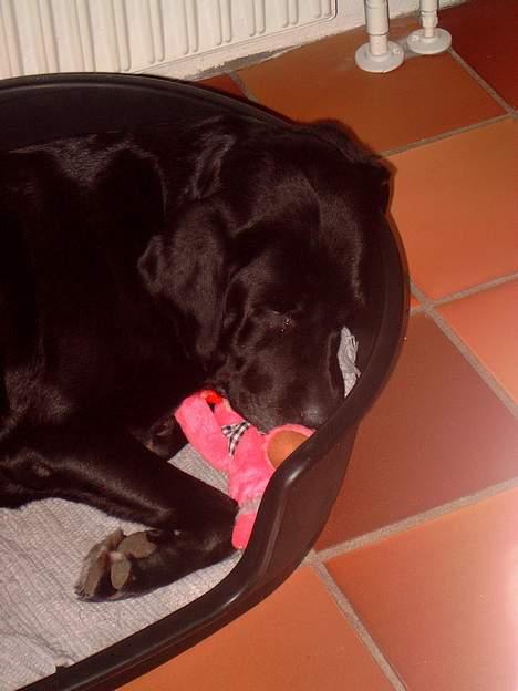 Labrador retriever sandie billede 3