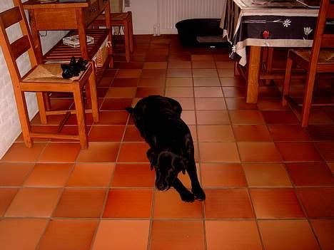 Labrador retriever sandie billede 4