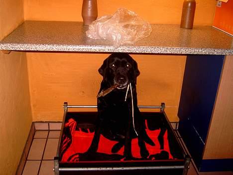 Labrador retriever sandie billede 5