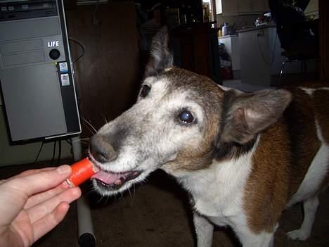 Glathåret foxterrier molly<3 (R.I.P) 28 dec billede 6
