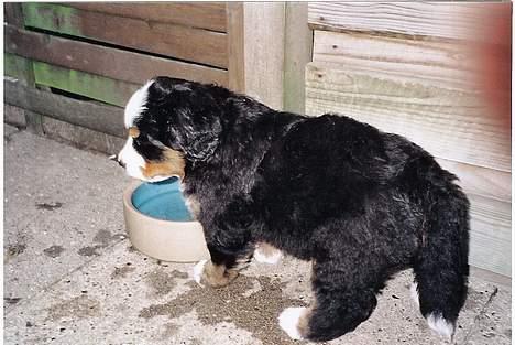 Berner sennenhund Sui - Baby-Sui billede 6