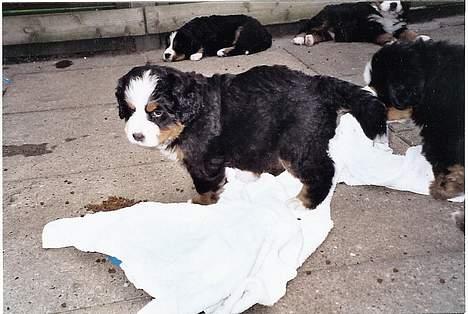 Berner sennenhund Sui - Igen Baby-Sui billede 7
